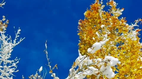 Snow cover trees Stock-Footage 10729850