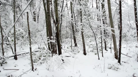 Snow Cover Trees in the Woods Stock Footage 33373491
