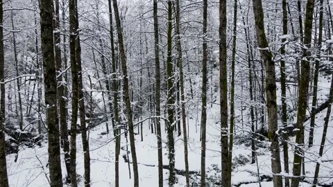 Snow Covered Alder Forest Stock Footage 332998877