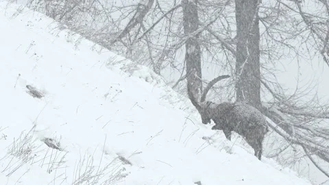 Snow covered Alpine ibex (Capra ibex) Stock Footage 235988228