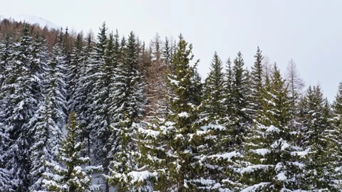 Snow-Covered Alpine Pine Trees in a Peaceful Winter Forest, Switzerland Stock Footage 342491296