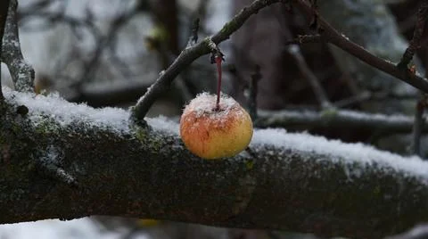 Snow Covered Apple on a Branch Stock Photos