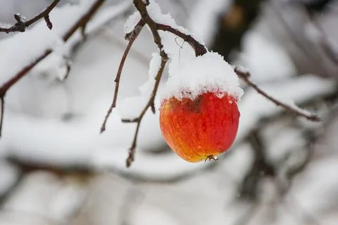 Snow covered apple hanging from a tree. Other trees in the background. Snow.. Stock Photos