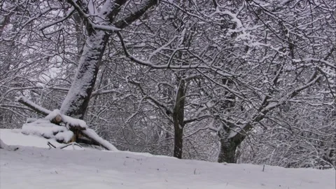 Snow-covered apple tree in snowfall Stock Footage 319985899
