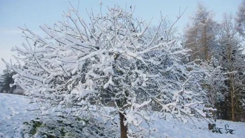 Snow covered apple tree in winter garden Stock Footage 228747232
