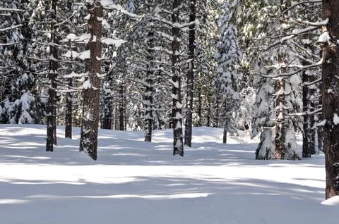 Snow covered background with open space to add in object or person Foto stock