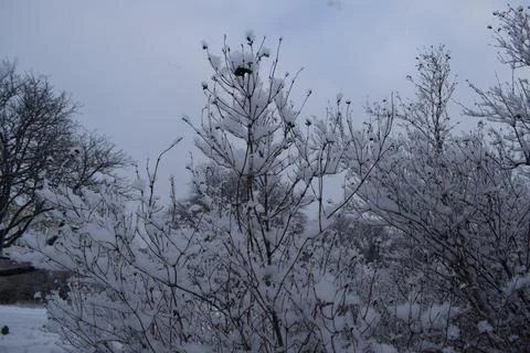 Snow covered bare bush branches close up in winter 库存照片