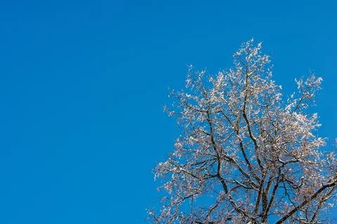 Snow covered bare foliar tree branches on clear blue sky background with direct 库存照片