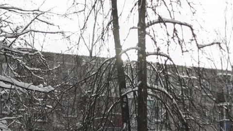 Snow-covered bare tree branches with soft sunlight shining through, creating sun Stock Footage 328359590