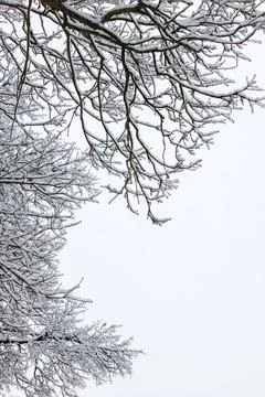 Snow covered bare tree branches on overcast sky background at winter day light Stock Photos