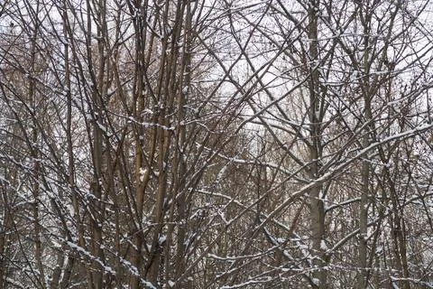 Snow covered bare trunks and tree branches in winter forest, background Foto stock
