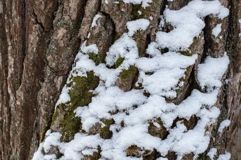Snow-covered bark of a tree in a winter forest. Stock Photos