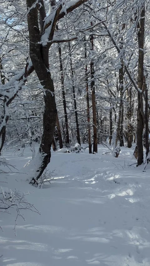 Snow covered beech forest in winter with sunlight filtering through frozen Видео 336395370