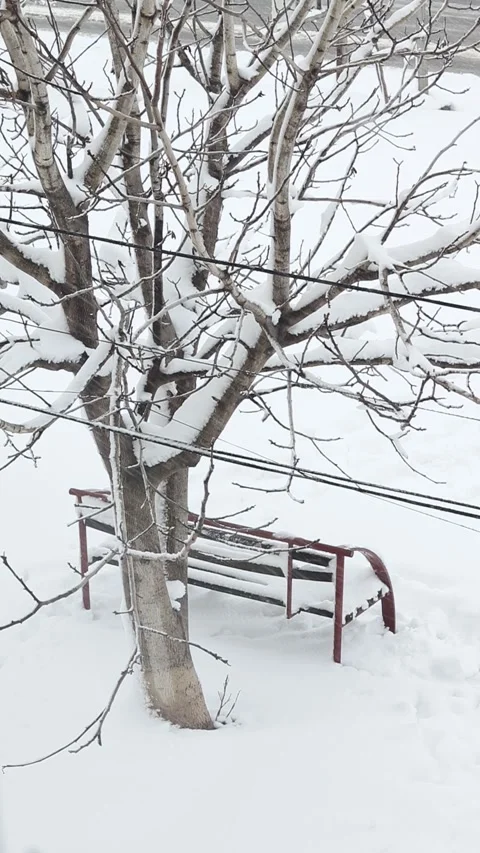 Snow covered bench and tree in a park Stock Footage 300220061