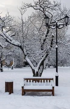 A snow-covered bench under a tree next to a lantern Stock Photos