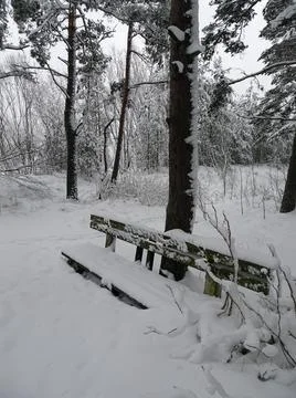 Snow covered bench in winter pine forest Stock Photos