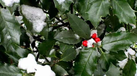 Snow covered Berries in Bush Stock Footage 10724737