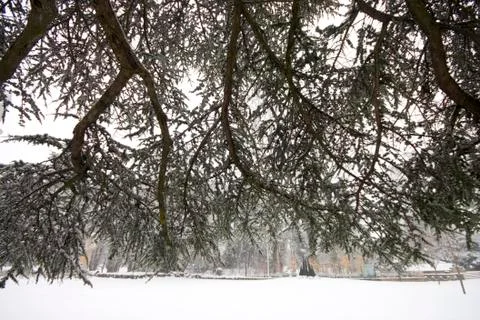 Snow-covered the big pine tree in the winter in grenoble city france. Stock Photos
