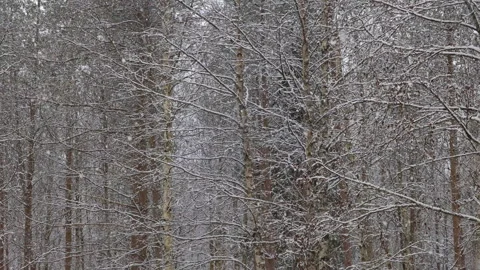 Snow covered birch and pine tree branches during snowfall. Slow motion Stock Footage 344023626