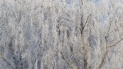 Snow-covered birch branches close-up against a blue sky Video stock 168793897