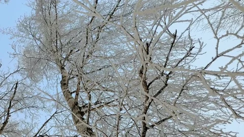 Snow-covered birch branches close-up against blue sky. Vertical video. Stock Footage 168866595