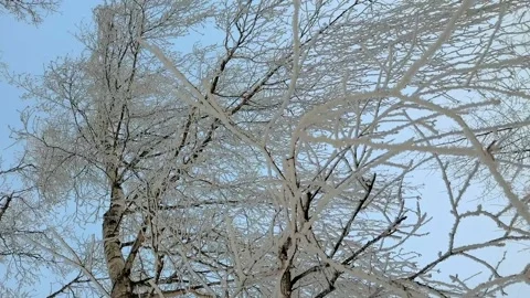 Snow-covered birch branches close-up against blue sky. Vertical video. Video stock 168866694