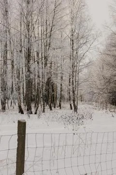 Snow Covered Birch Forest Path and Rural Fence in Winter Landscape Stock Photos