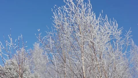 Snow-covered birch top Stock Footage 327901772