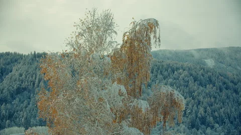 Snow-covered birch tree with bent branches and orange leaves on an overcast day Stock Footage 233286527