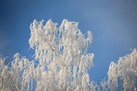 Snow-covered birch tree branches against a clear blue winter sky. Stock Photos
