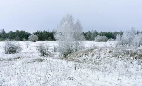 A snow-covered birch tree in the middle of a ravine leading to a pine forest Stock Photos