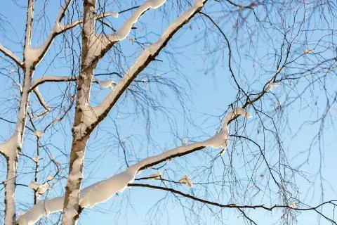 Snow Covered Birch Tree Stock Photos