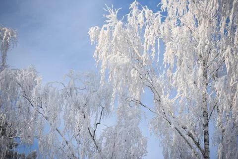 Snow Covered Birch Trees Against Blue Winter Sky Foto stock
