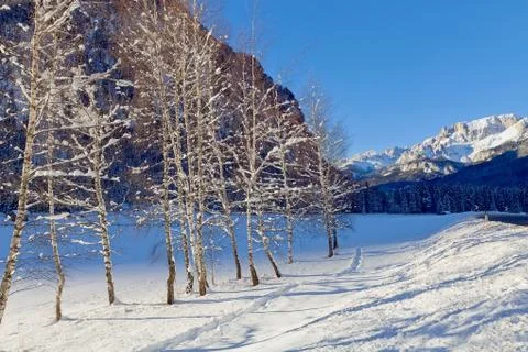 Snow covered birch trees Stock Photos