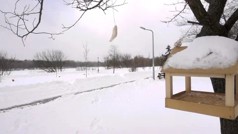 Snow covered bird house tree feeder in slow motion Stock-Footage 165595702