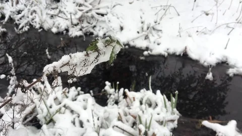 Snow covered boughs of a tree blowing gently in the breeze are reflected in the 動画素材 84676700