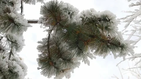 A snow-covered branch of a coniferous tree against the sky. Bottom view. Video stock 167552497