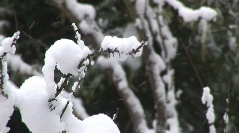 Snow covered branch Video stock 618972