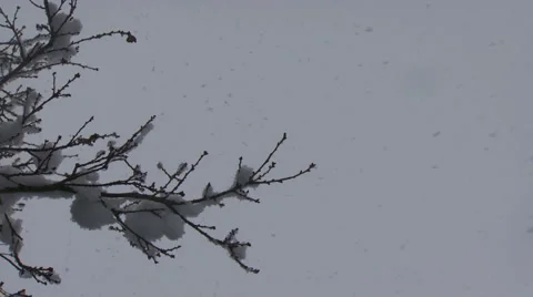 Snow Covered Branch Video stock 1107225