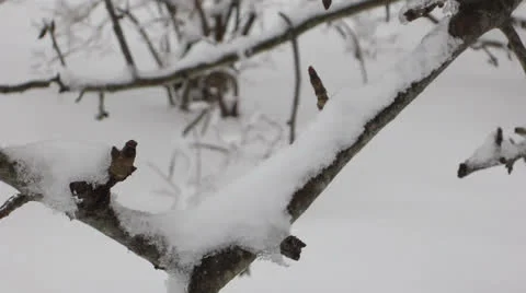 Snow Covered Branch Vídeo Stock 22515840