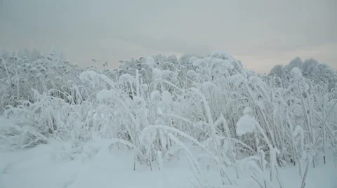 Snow covered branch. Stock Footage 59141474