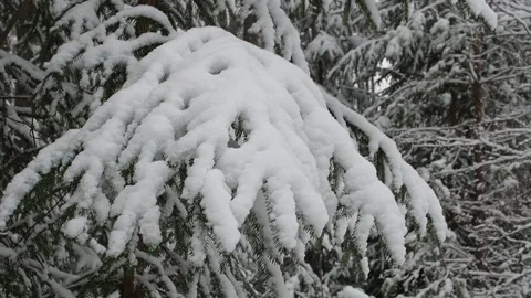 Snow covered branch Stock-Footage 263362139