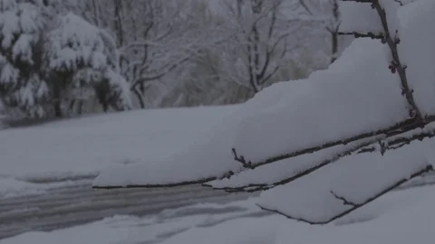 Snow covered branch foreground with more trees backgorund out of focus Stock Footage 87478123