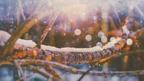A snow-covered branch glows warmly under golden light, with soft snowfall a.. Stock Footage 309992809