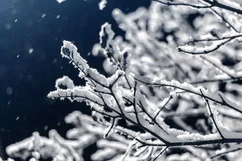 Snow-covered branch at night in the winter Stock Photos