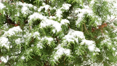 Snow-covered branch pine. Snowfall. First snow. Snowing. Stock Footage 144159773