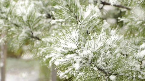 Snow-covered branch pine. Snowfall. First snow. Snowing. Stock Footage 144159792