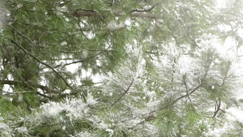 Snow-covered branch pine. Snowfall. First snow. Snowing. Stock Footage 144159842