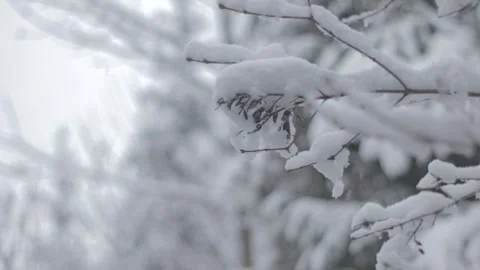 Snow-Covered Branch Rack Focus, Haliburton Ontario Winter Stock Footage 345842452