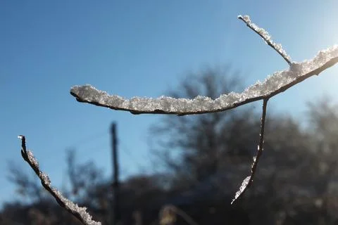 Snow-covered branch in the rays of sunlight Stock Photos